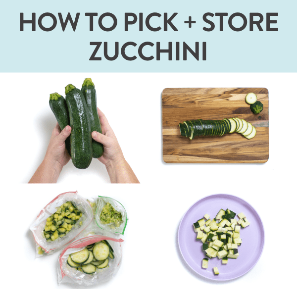 Come selezionare, conservare e congelare le zucchine (guida completa)